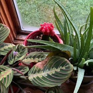 Meet your Posher, Lila